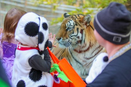 Get Your Boo On! Rosamond Gifford Zoo's Spooktacular Zoo Boo Returns this October