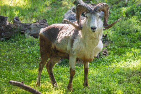 Onondaga County Executive McMahon Holds Press Conference to Announce Illegally Created Argali Clone Finds New Home at Rosamond Gifford Zoo