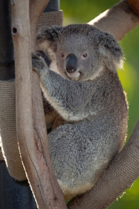 Rosamond Gifford Zoo